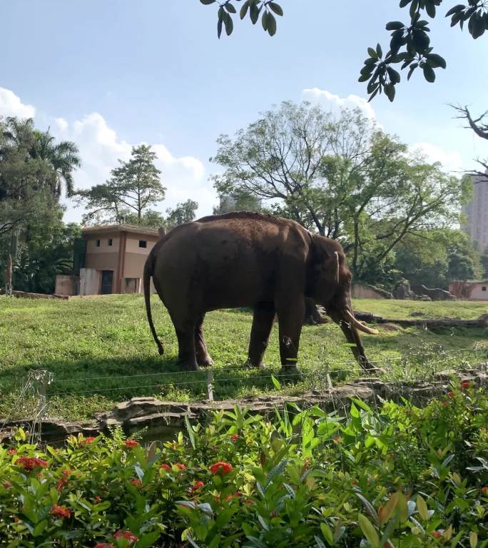 广州动物园大象