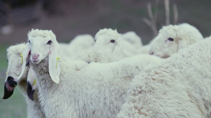 羊群喝水吃草