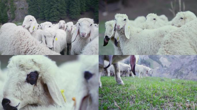羊群喝水吃草
