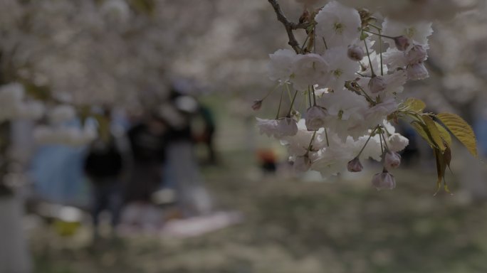 樱花