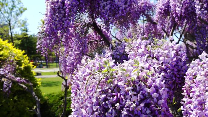 盛开的紫藤花 -3