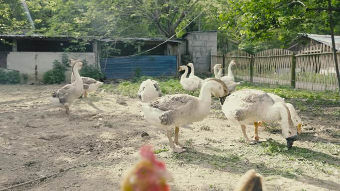 农场公鸡母鸡白鹅生态养殖