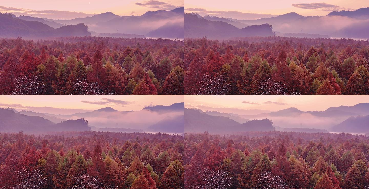 深秋清晨薄雾红树林森林