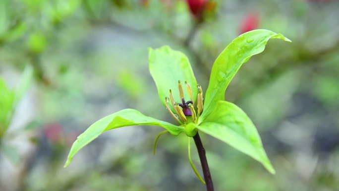 茁壮成长的中药材重楼