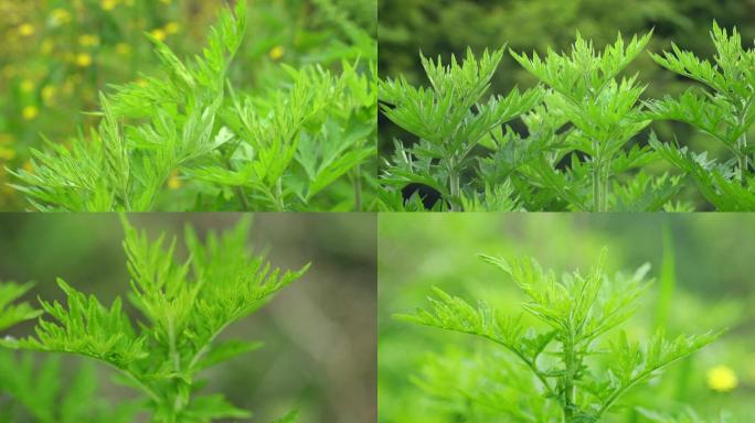 艾草艾叶中草药，艾草种植野生艾草中医治疗