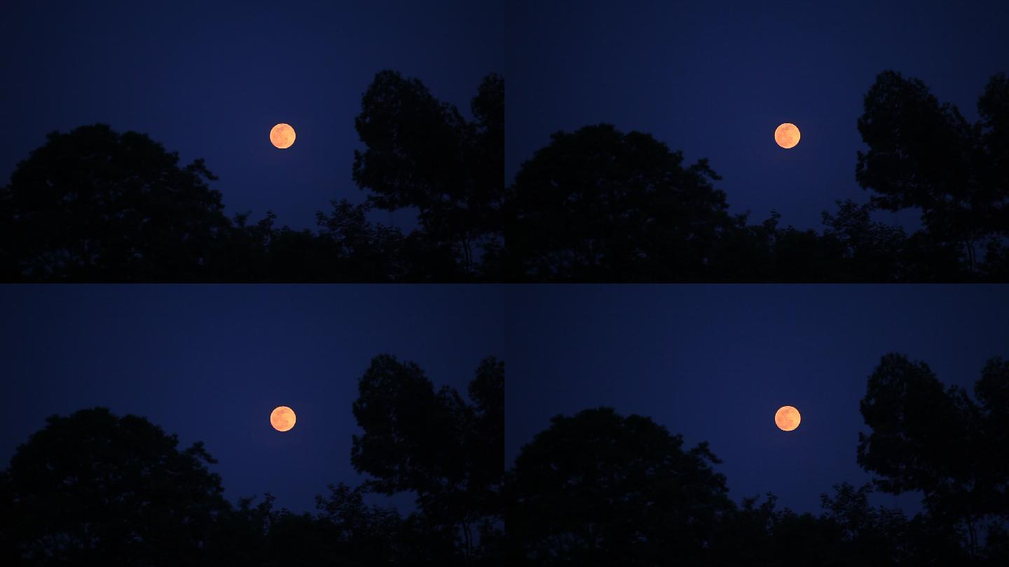 树林  月亮  红月亮  原片 月夜