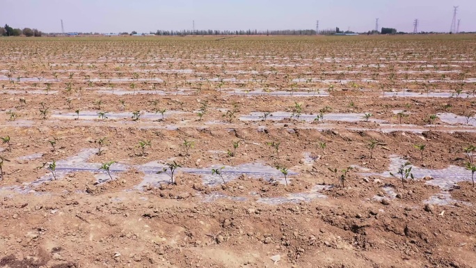 农田加工番茄苗