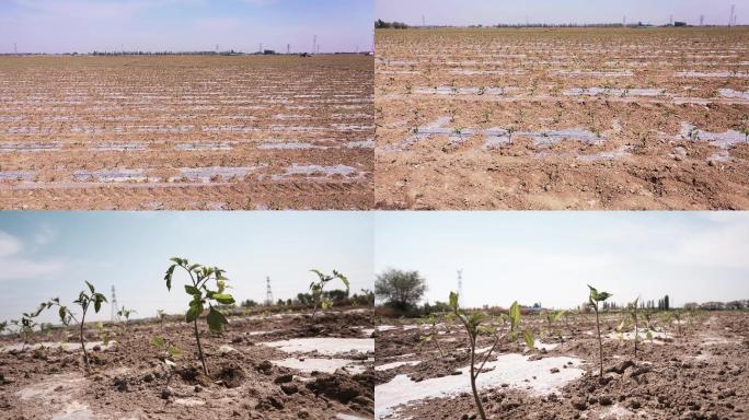 农田加工番茄苗