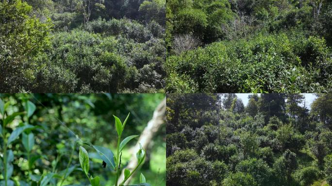 勐海大树茶山航拍普洱茶4K高清