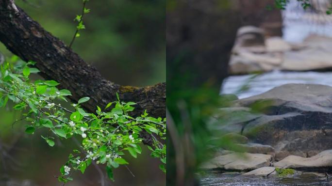 竖屏短视频抖音竖拍山涧流水