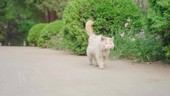 流浪猫野猫喵星人