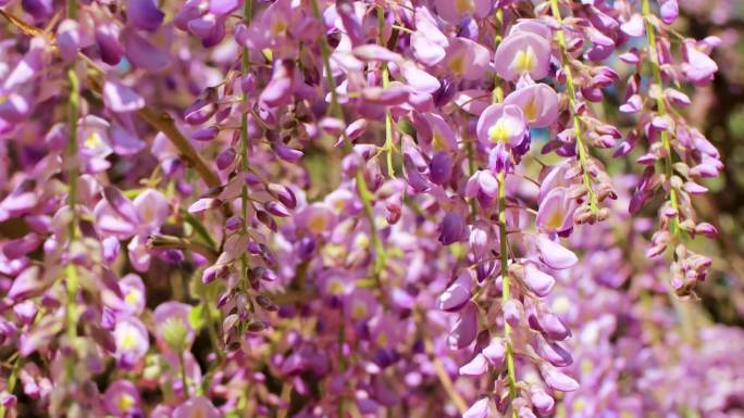 春天蓝天紫藤紫色花朵唯美清新治愈温暖4K