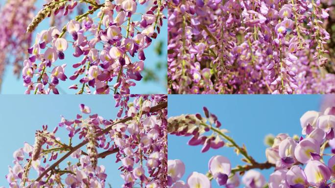 春天蓝天紫藤紫色花朵唯美清新治愈温暖4K