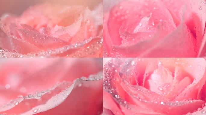 粉色玫瑰花美女皮肤化妆品美容护肤