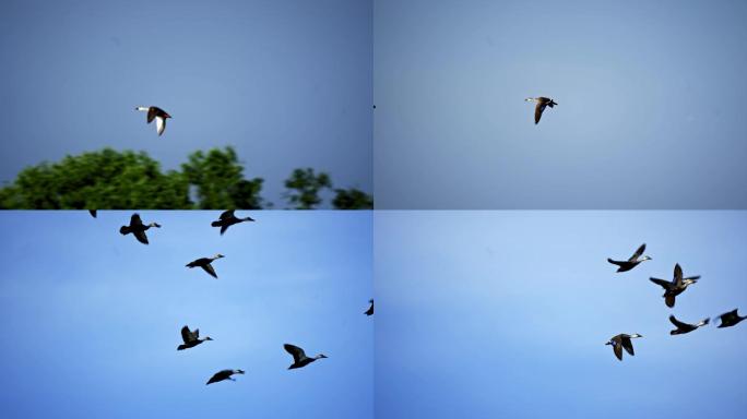 4K天空中奋力飞翔的野鸭慢动作