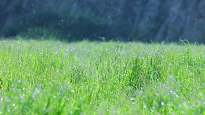 太阳雨 雨天草地 4K