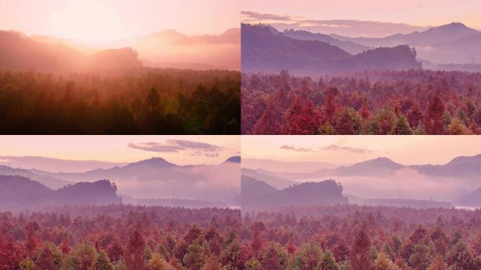 深秋清晨薄雾红树林森林