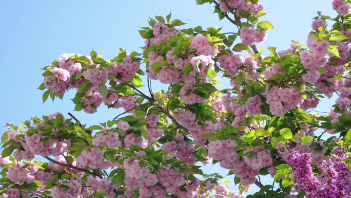 春夏桃花 盛开的花 阳光 向上