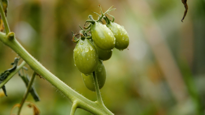 实拍各种蔬菜 蔬菜特写 蔬菜合集辣椒蕃茄