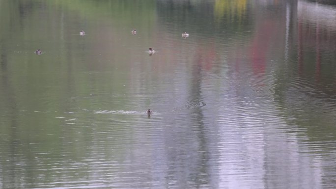 公园中雨天鸭子在水中嬉戏1808P