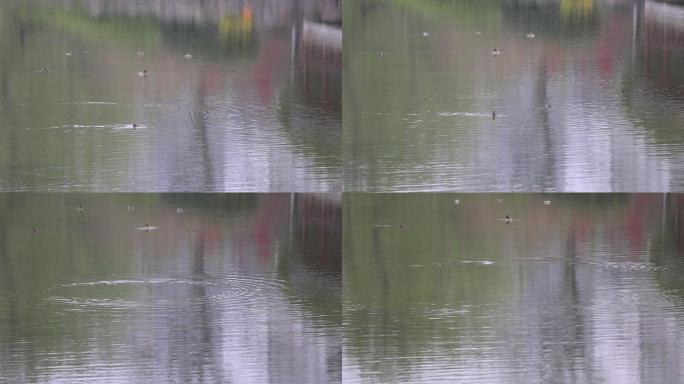 公园中雨天鸭子在水中嬉戏1808P