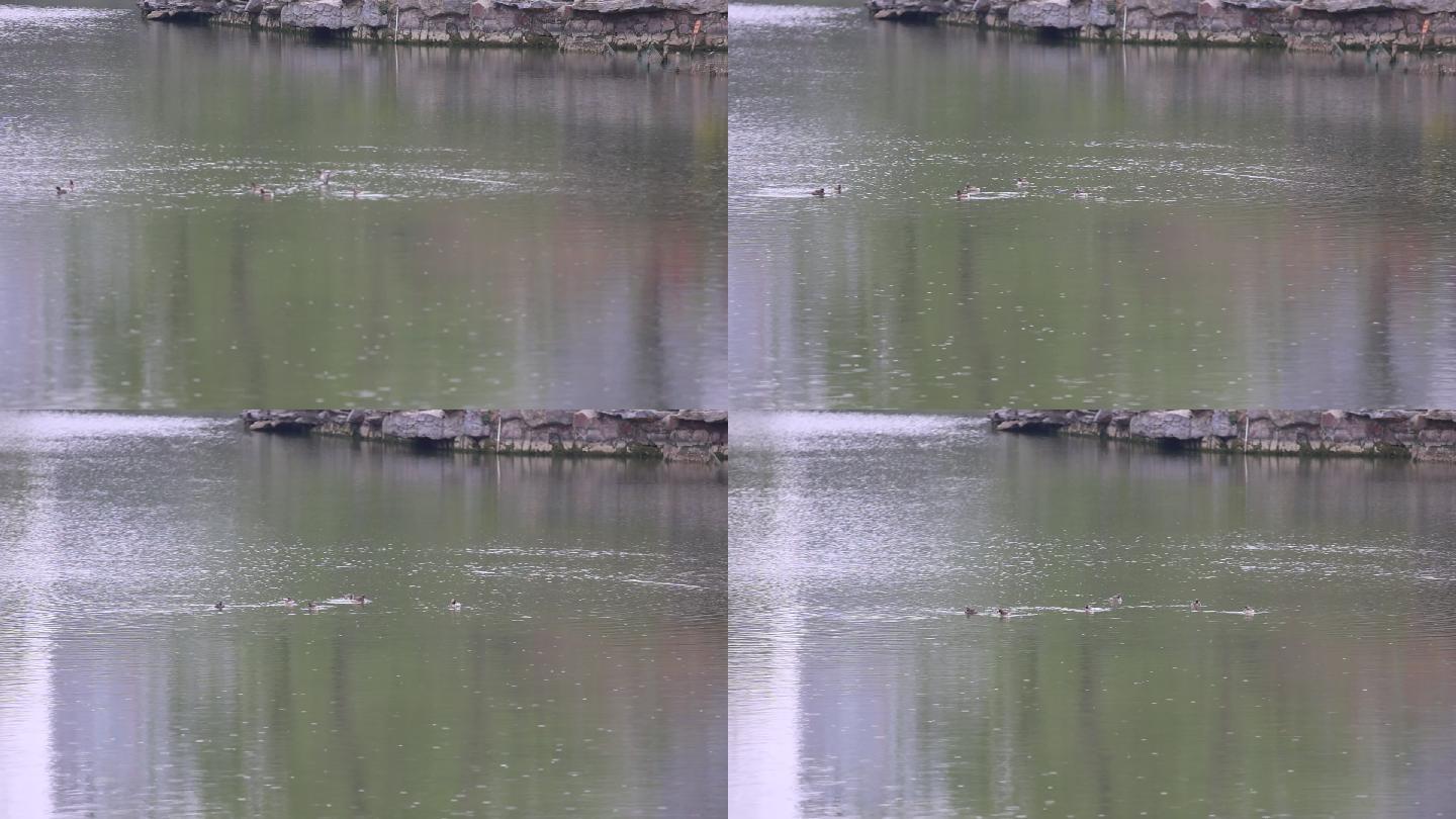 公园河里一群鸭子在水中嬉戏