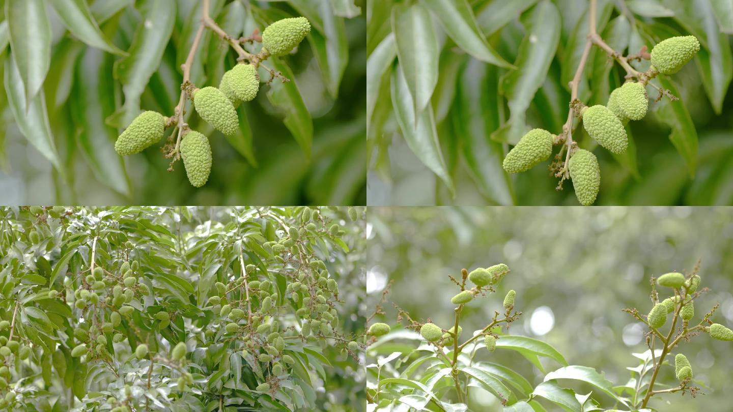 荔枝开花