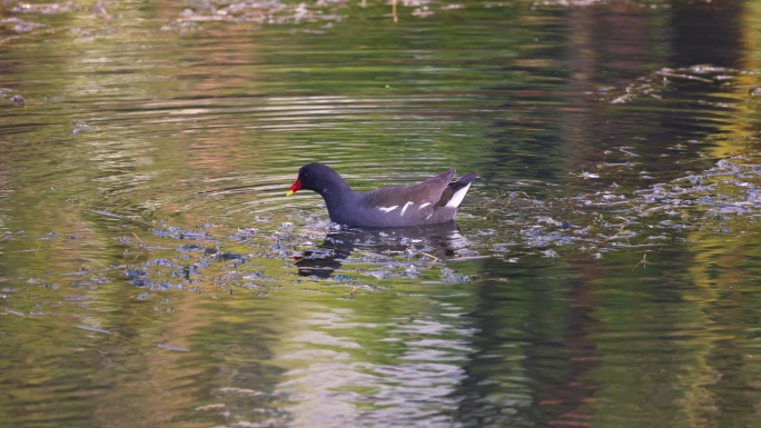 红嘴鸭 野鸭子 河里湖里的鸭子