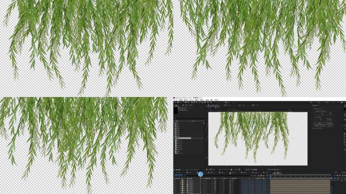 风吹柳树枝AE模板