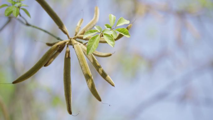 4K黄花风铃木果实绿叶嫩芽风吹树叶绿叶