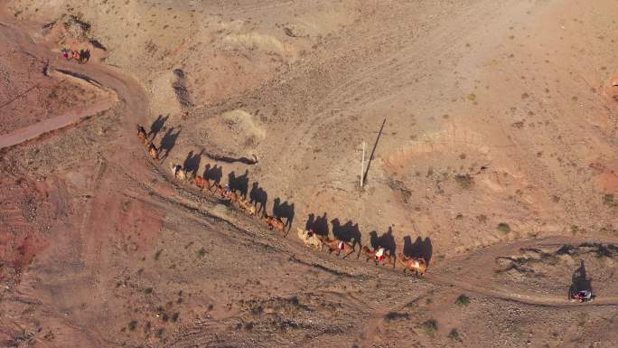 俯拍山沟骆驼队
