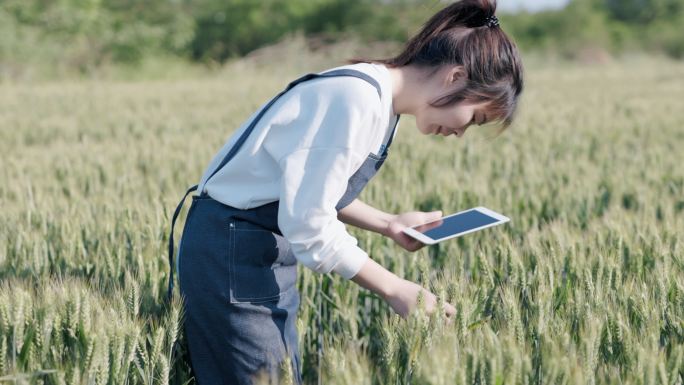 4K一位女性在麦田用平板电脑检查小麦生长
