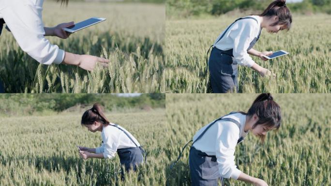 4K一位女性在麦田用平板电脑检查小麦生长