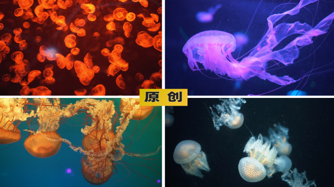 水下海底世界-水母