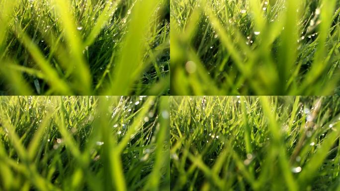 小草叶雨水雨滴草地早晨大自然露水草绿色草