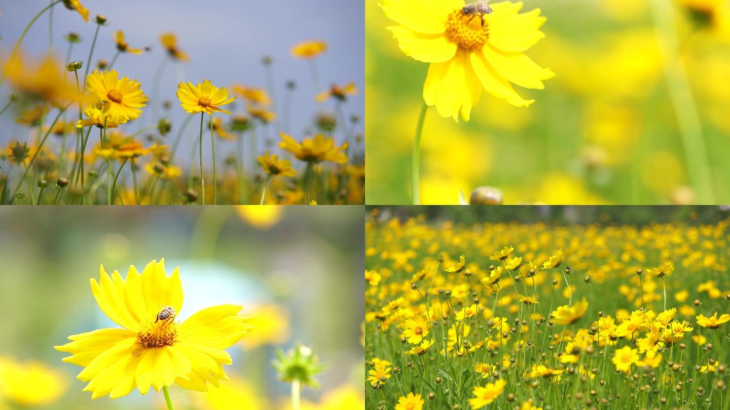 春暖花开黄色小花花