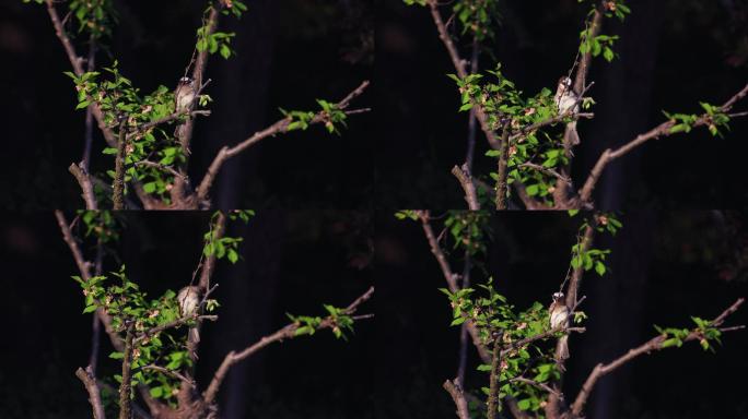 树枝上快乐的鸟儿 白头翁
