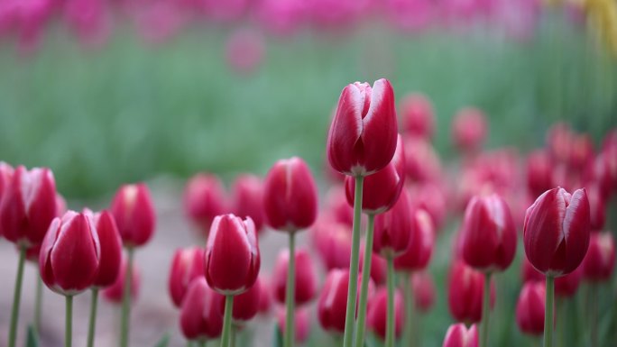 微风吹过红色郁金香花地微微晃动