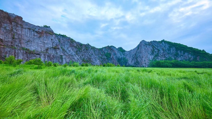 茂盛草地延时摄影4K