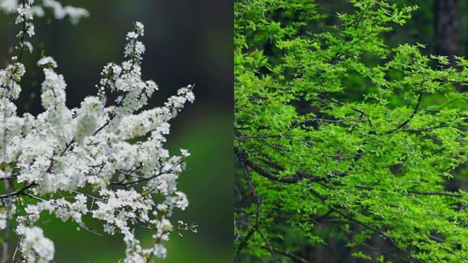 山涧流水花开流水