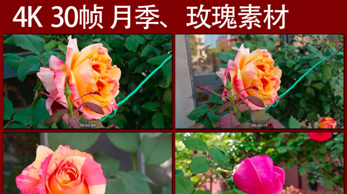 4K 30帧月季玫瑰花素材