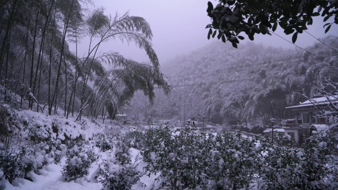 大雪后的山村竹子被压弯