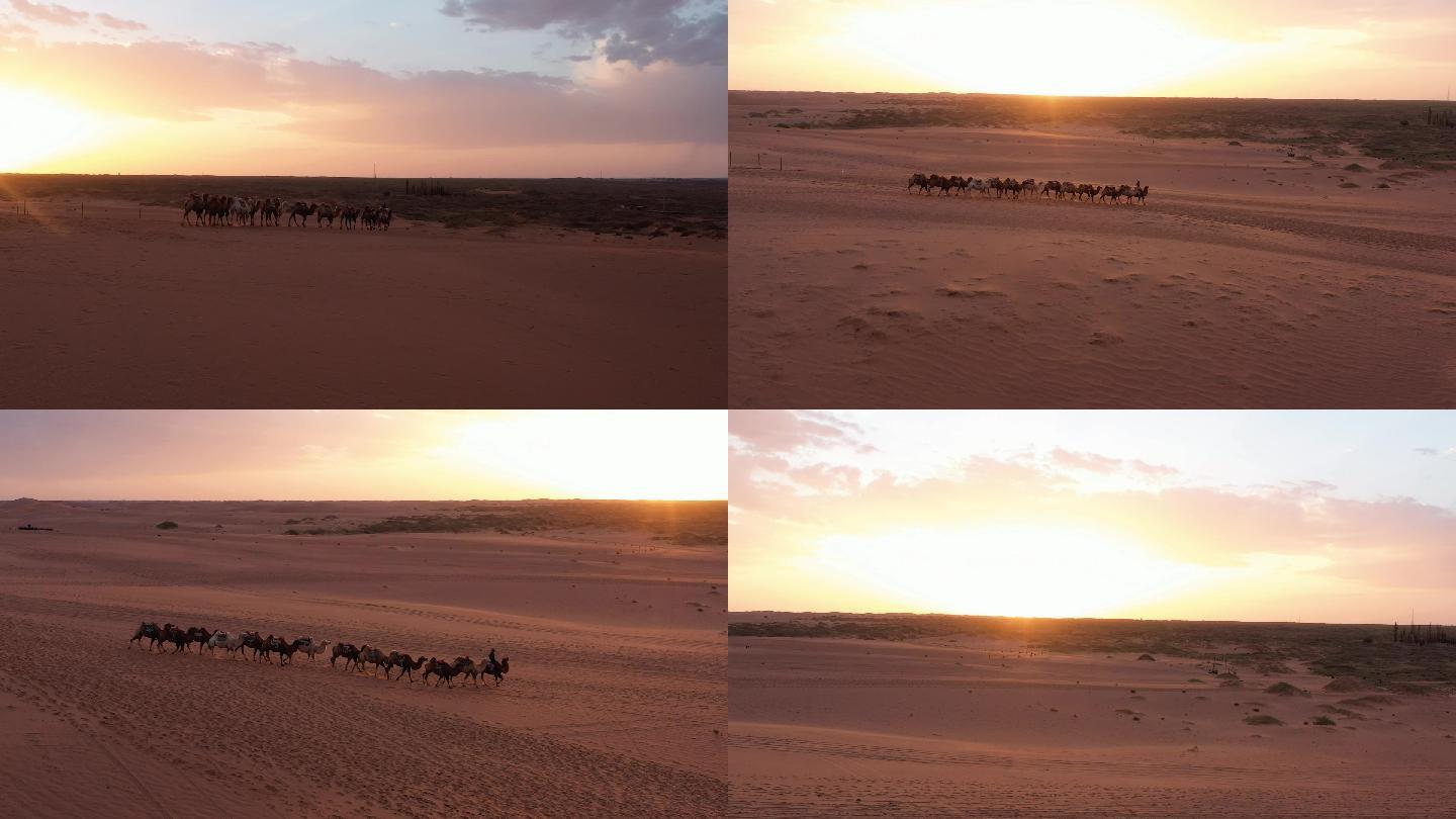 中卫沙漠夕阳 黄昏 骆驼