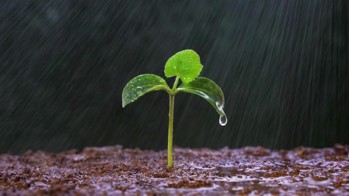 下雨水滴树苗 露珠雨水绿色植物生命