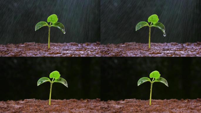 下雨水滴树苗 露珠雨水绿色植物生命