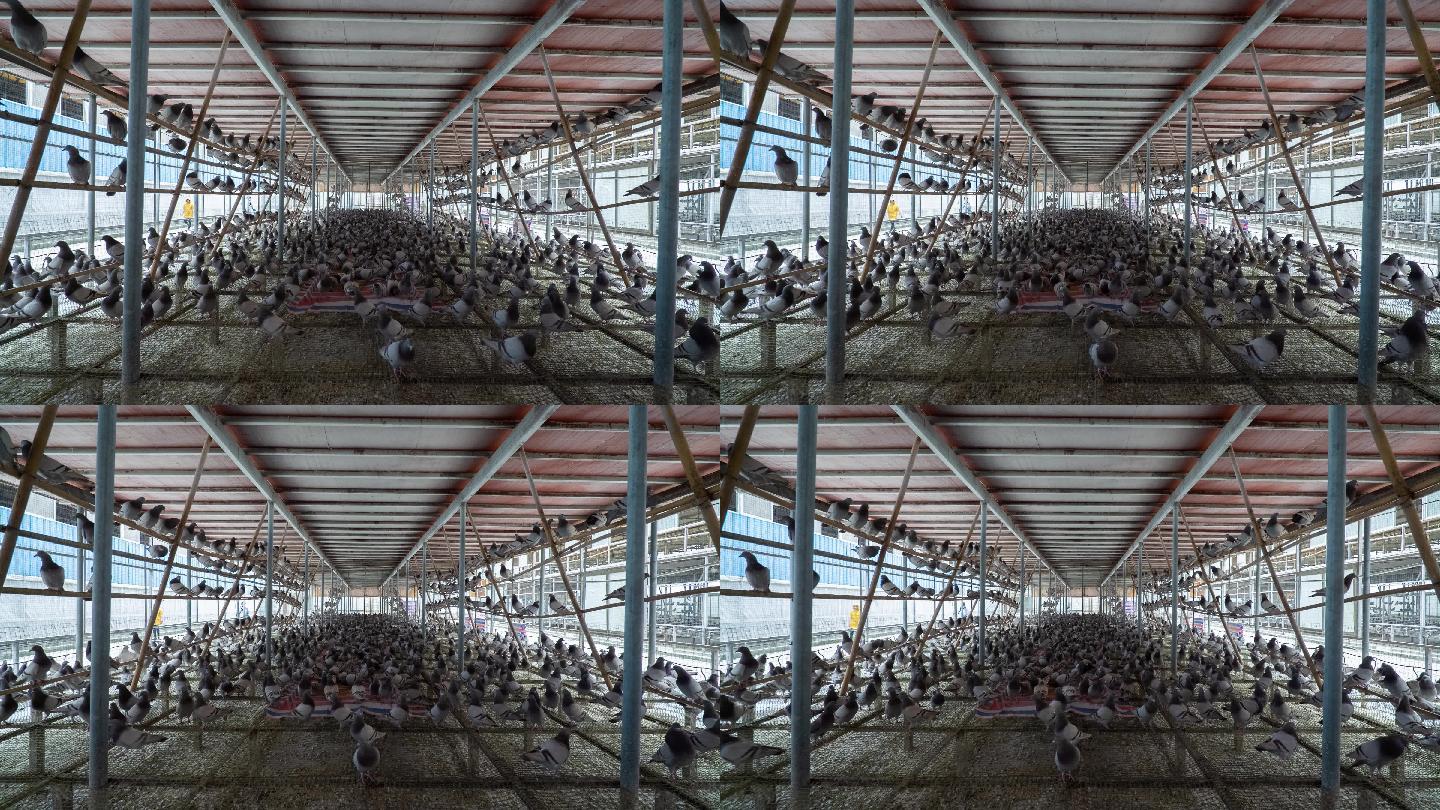 鸽子肉鸽养殖场
