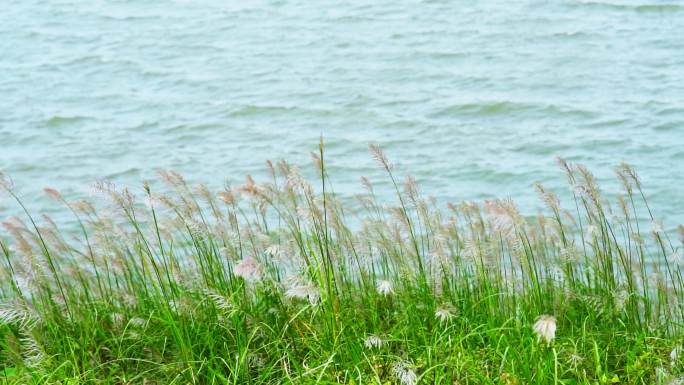 江边的芦苇