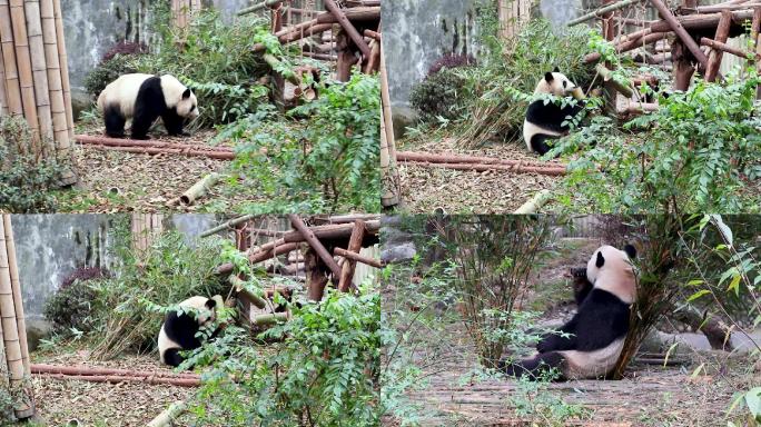 可爱的四川大熊猫们