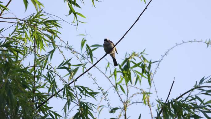 白头翁 鸟儿 树上鸣叫的鸟儿