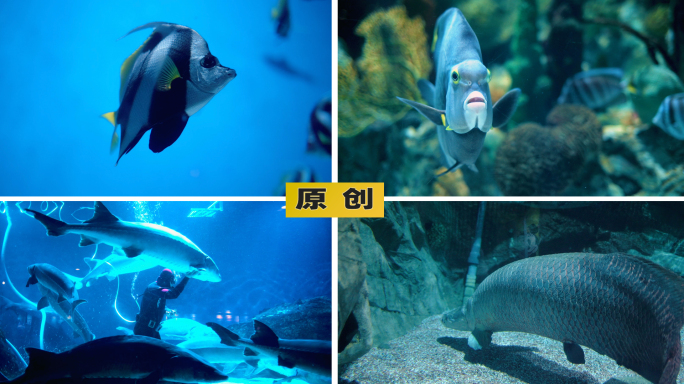海底世界-海洋馆里的各种海底鱼类